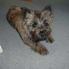 Cairn terrier Magnus