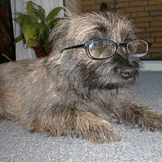 Cairn terrier Magnus