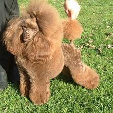 Toypuddel Tia Maria-himmelhund