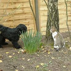 Tibetansk terrier Sir. Gavin