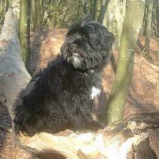 Tibetansk terrier Sir. Gavin