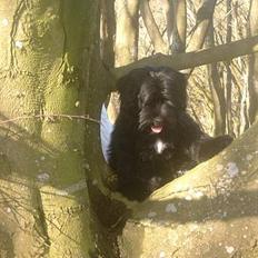 Tibetansk terrier Sir. Gavin