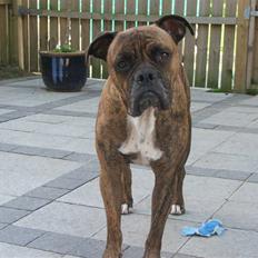 Amerikansk bulldog Baloo, 28/3