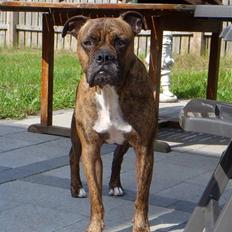 Amerikansk bulldog Baloo, 28/3