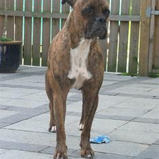 Amerikansk bulldog Baloo, 28/3