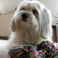 Coton de tulear Miki