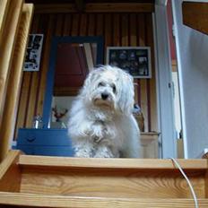 Coton de tulear Miki