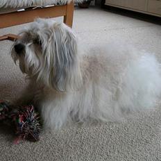 Coton de tulear Miki