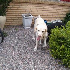 Labrador retriever Olivar