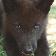 Blanding af racer Ulvehunden Watchman