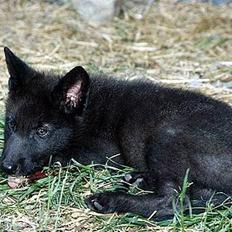 Blanding af racer Ulvehunden Watchman