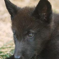 Blanding af racer Ulvehunden Watchman