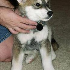 Blanding af racer Ulvehunden Venus