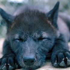 Blanding af racer Ulvehunden Freja