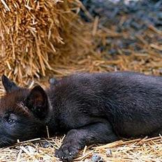 Blanding af racer Ulvehunden Freja