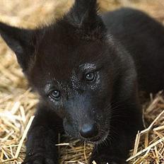 Blanding af racer Ulvehunden Freja