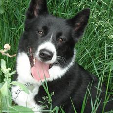 Karelsk bjørnehund Talli R.I.P 21 maj 2010