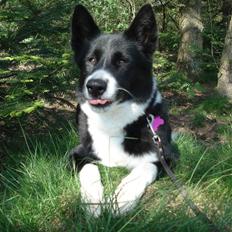 Karelsk bjørnehund Talli R.I.P 21 maj 2010