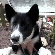 Karelsk bjørnehund Talli R.I.P 21 maj 2010