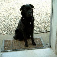 Blanding af racer Gissa