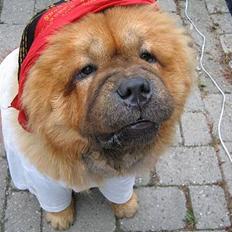 Chow chow carlo