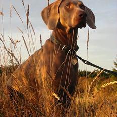 Weimaraner Natacha