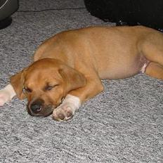 Amerikansk staffordshire terrier Killah