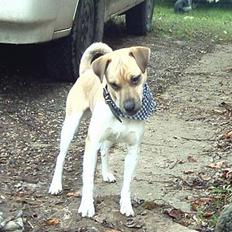 Dansk svensk gaardhund Simba