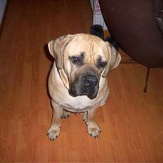 Cane corso Balto