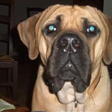 Cane corso Balto