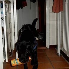 Labrador retriever Filippa