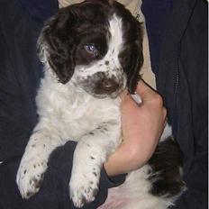 Field Trial spaniel Chester