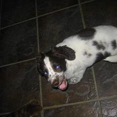 Field Trial spaniel Chester