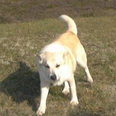 Islandsk fårehund Frodi