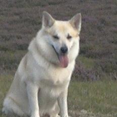 Islandsk fårehund Frodi