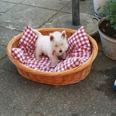 West highland white terrier Lukas