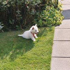 West highland white terrier Lukas