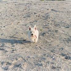 West highland white terrier Lukas