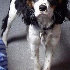 Cavalier king charles spaniel Willie