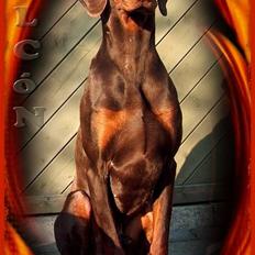 Dobermann Falcón