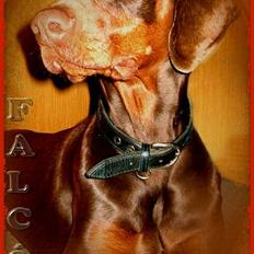Dobermann Falcón