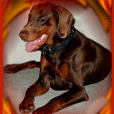 Dobermann Falcón