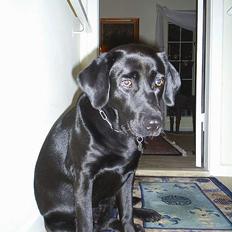 Labrador retriever Moody