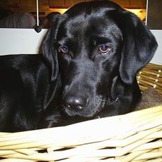 Labrador retriever Moody