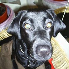 Labrador retriever Moody