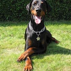 Dobermann Alvis Gromada
