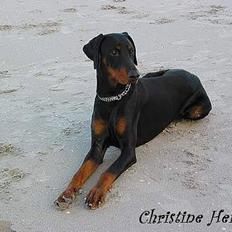 Dobermann Alvis Gromada