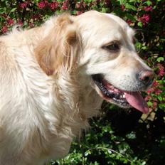 Blanding af racer Gipzy - Smilie - død