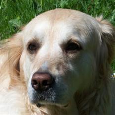 Blanding af racer Gipzy - Smilie - død