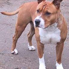 Amerikansk staffordshire terrier Brutus